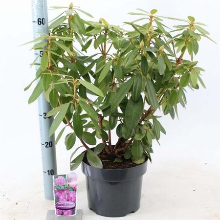 Rhododendron 'Catawbiense Grandiflorum' PAARS 30-40 cm cont. 5,0L - afbeelding 3