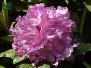 Rhododendron 'Catawbiense Grandiflorum' PAARS 30-40 cm cont. 5,0L - afbeelding 5