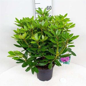 Rhododendron 'Catawbiense Grandiflorum' PAARS 30-40 cm cont. 5,0L - afbeelding 1