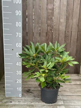 Rhododendron 'Catawbiense Grandiflorum' PAARS 30-40 cm cont. 5,0L - afbeelding 4