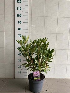 Rhododendron 'Catawbiense Grandiflorum' PAARS 40-50 cm cont. 5,0L - afbeelding 2