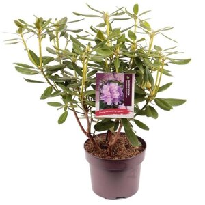 Rhododendron 'Catawbiense Grandiflorum' PAARS 40-50 cm cont. 5,0L - afbeelding 5