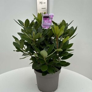 Rhododendron 'Catawbiense Grandiflorum' PAARS 40-50 cm cont. 5,0L - afbeelding 4