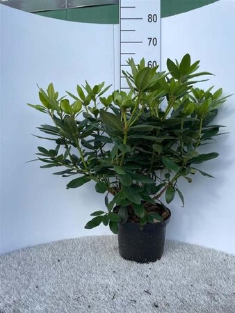 Rhododendron 'Catawbiense Grandiflorum' PAARS 50-60 cm cont. 5,0L - afbeelding 2