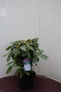 Rhododendron 'Catawbiense Grandiflorum' PAARS 50-60 cm cont. 5,0L - afbeelding 3