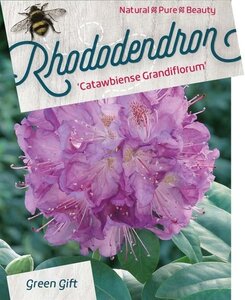 Rhododendron 'Catawbiense Grandiflorum' PAARS 60-80 cm cont. 20L - afbeelding 2