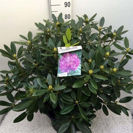 Rhododendron 'Catawbiense Grandiflorum' PAARS 60-80 cm cont. 20L - afbeelding 3