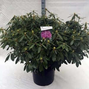 Rhododendron 'Catawbiense Grandiflorum' PAARS 80-100 cm cont. 40L - afbeelding 2