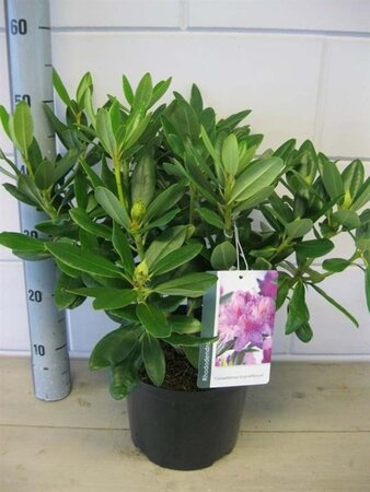 Rhododendron 'Catawbiense Grandiflorum' PAARS geen maat specificatie cont. 5,0L - afbeelding 2