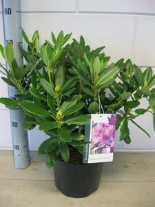 Rhododendron 'Catawbiense Grandiflorum' PAARS geen maat specificatie cont. 5,0L - afbeelding 2