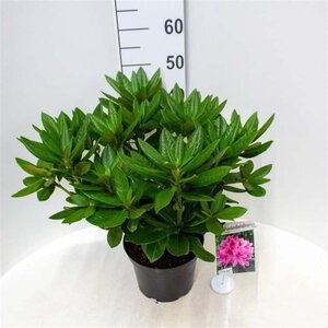 Rhododendron 'Cosmopolitan' ROZE 30-40 cm cont. 5,0L - afbeelding 3