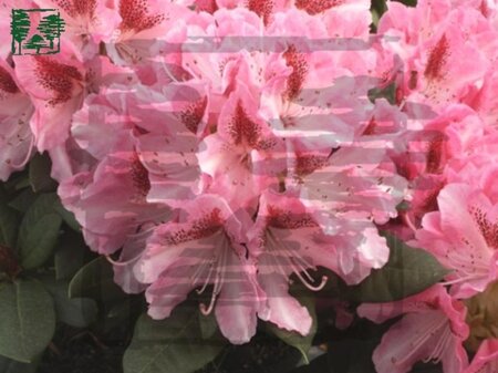 Rhododendron 'Cosmopolitan' ROZE 30-40 cm cont. 5,0L - afbeelding 4