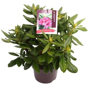 Rhododendron 'Cosmopolitan' ROZE 30-40 cm cont. 5,0L - afbeelding 2