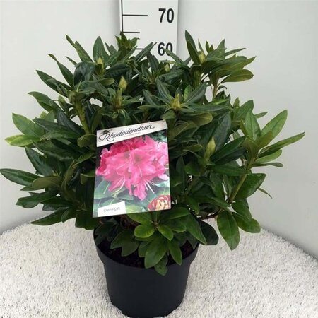 Rhododendron 'Cosmopolitan' ROZE 40-50 cm cont. 10L - afbeelding 1