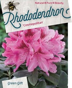 Rhododendron 'Cosmopolitan' ROZE 40-50 cm cont. 10L - afbeelding 2