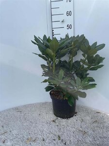 Rhododendron 'Cosmopolitan' ROZE 40-50 cm cont. 5,0L - afbeelding 1