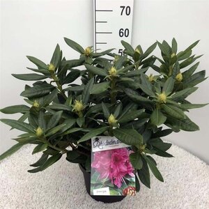 Rhododendron 'Cosmopolitan' ROZE 50-60 cm cont. 10L - afbeelding 3