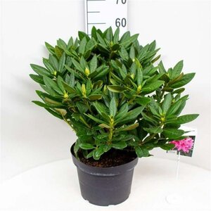 Rhododendron 'Cosmopolitan' ROZE 50-60 cm cont. 10L - afbeelding 4