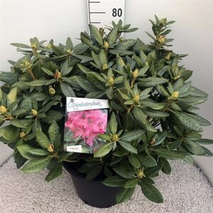 Rhododendron 'Cosmopolitan' ROZE 70-80 cm cont. 30L - afbeelding 1