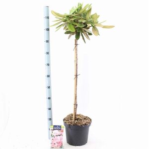 Rhododendron (Y) 'Conte du Parc' 80 cm stam cont. 7,5L