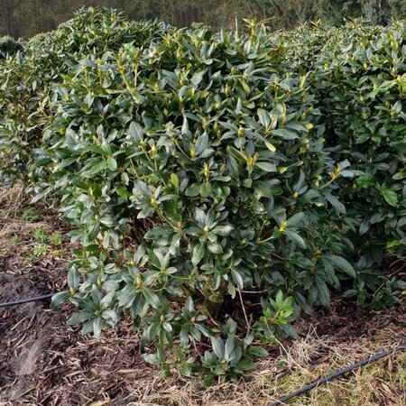 Rhododendron 'Cunningham's White' WIT 120-140 cm met kluit - afbeelding 2