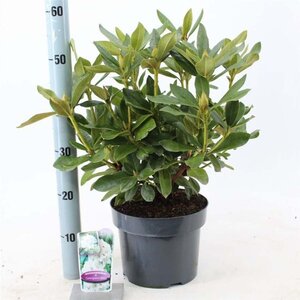 Rhododendron 'Cunningham's White' WIT 30-40 cm cont. 5,0L - afbeelding 3