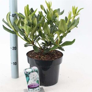 Rhododendron 'Cunningham's White' WIT 30-40 cm cont. 5,0L - afbeelding 4