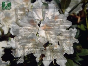 Rhododendron 'Cunningham's White' WIT 30-40 cm cont. 5,0L - afbeelding 5