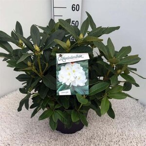 Rhododendron 'Cunningham's White' WIT 40-50 cm cont. 10L - afbeelding 2