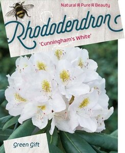 Rhododendron 'Cunningham's White' WIT 40-50 cm cont. 10L - afbeelding 3