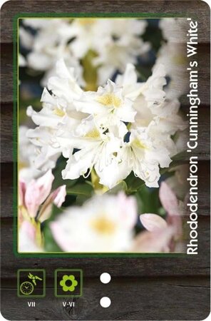 Rhododendron 'Cunningham's White' WIT 40-50 cm cont. 4,0L - afbeelding 3