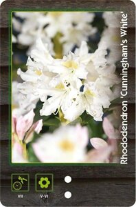 Rhododendron 'Cunningham's White' WIT 40-50 cm cont. 4,0L - afbeelding 3