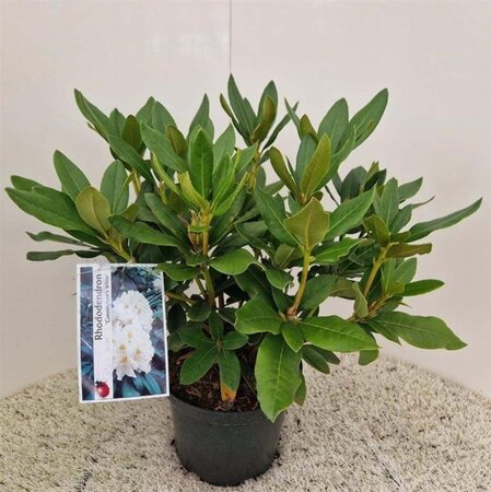 Rhododendron 'Cunningham's White' WIT 40-50 cm cont. 5,0L - afbeelding 3