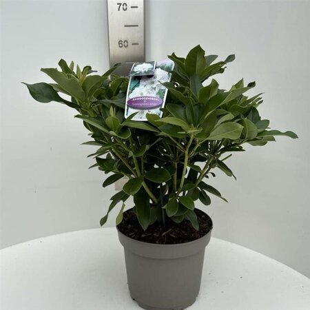 Rhododendron 'Cunningham's White' WIT 40-50 cm cont. 5,0L - afbeelding 7