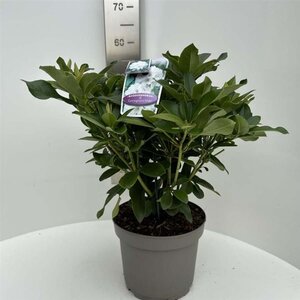 Rhododendron 'Cunningham's White' WIT 40-50 cm cont. 5,0L - afbeelding 7