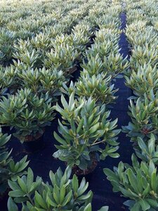 Rhododendron 'Cunningham's White' WIT 40-50 cm cont. 5,0L - afbeelding 4