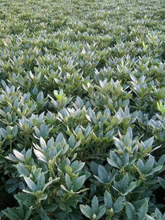 Rhododendron 'Cunningham's White' WIT 40-50 cm cont. 5,0L - afbeelding 5