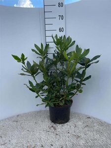 Rhododendron 'Cunningham's White' WIT 40-50 cm cont. 5,0L - afbeelding 2