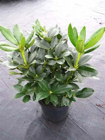 Rhododendron 'Cunningham's White' WIT 40-50 cm cont. 5,0L - afbeelding 6