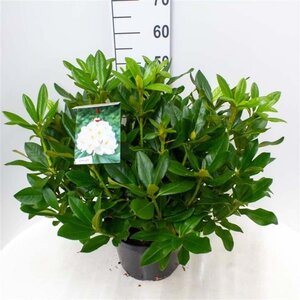 Rhododendron 'Cunningham's White' WIT 50-60 cm cont. 10L - afbeelding 4