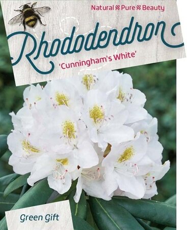 Rhododendron 'Cunningham's White' WIT 50-60 cm cont. 10L - afbeelding 3