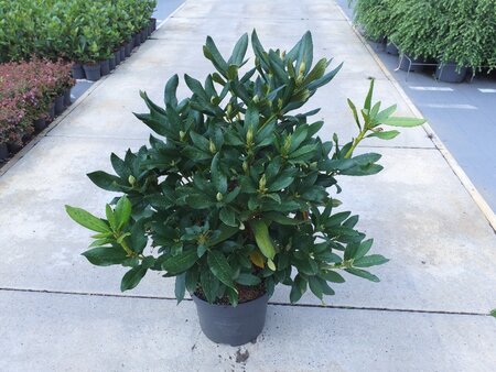 Rhododendron 'Cunningham's White' WIT 50-60 cm cont. 10L - afbeelding 5