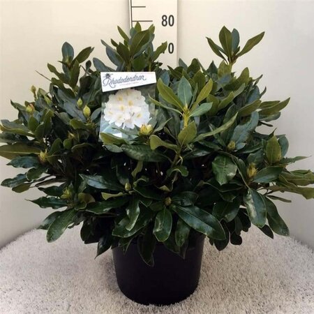 Rhododendron 'Cunningham's White' WIT 60-70 cm cont. 20L - afbeelding 3