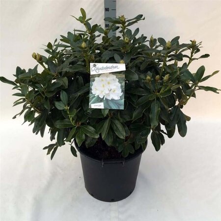 Rhododendron 'Cunningham's White' WIT 60-70 cm cont. 30L - afbeelding 1