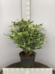 Rhododendron 'Cunningham's White' WIT 60-80 cm cont. 20L - afbeelding 5