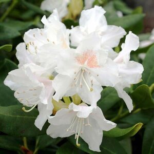 Rhododendron 'Cunningham's White' WIT 60-80 cm cont. 20L - afbeelding 3