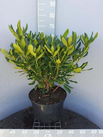 Rhododendron 'Cunningham's White' WIT 60-80 cm cont. 20L - afbeelding 2