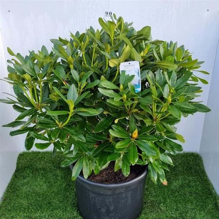 Rhododendron 'Cunningham's White' WIT 60-80 cm cont. 20L - afbeelding 4