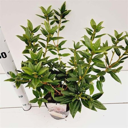 Rhododendron 'Dora Amateis' dwerg WIT 25-30 cm cont. 3,0L - afbeelding 2