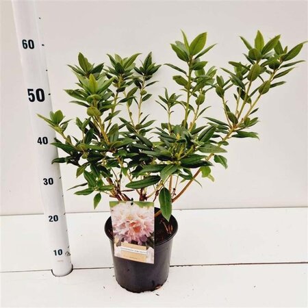 Rhododendron 'Dora Amateis' dwerg WIT 25-30 cm cont. 3,0L - afbeelding 4